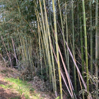 【無料‼️各自で切ってください】真竹　門松　竹細工　竹馬　流しそうめん　竹インテリア　小田掛け　伐採体験　サスティナブル素材　竹林整備の画像