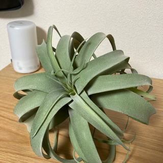 ニトリ　フェイクグリーン　セットの画像