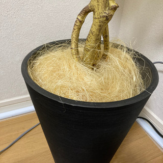 ニトリ　フェイクグリーン　フィカス150cmの画像