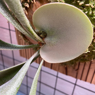 ①ビカクシダ　ビフルカツム　観葉植物　引き渡しの画像