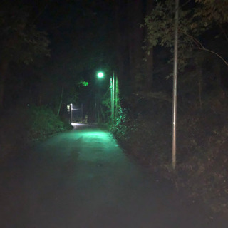 2021年千葉県船橋市産カブトムシの画像