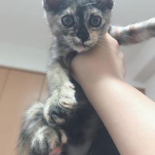 白猫オス　サビ猫メス　決まりました - 宇都宮市