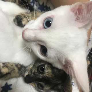 白猫オス　サビ猫メス　決まりました - 猫