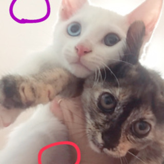 白猫オス　サビ猫メス　決まりましたの画像