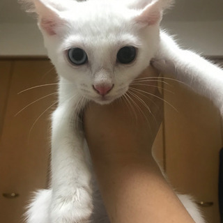 白猫オス　サビ猫メス　決まりました - 里親募集