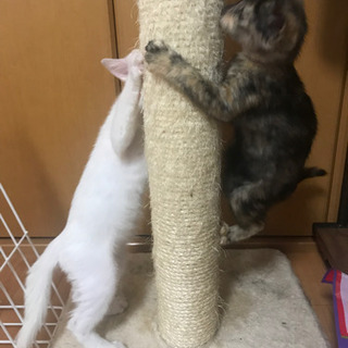 白猫オス　サビ猫メス　決まりました − 栃木県