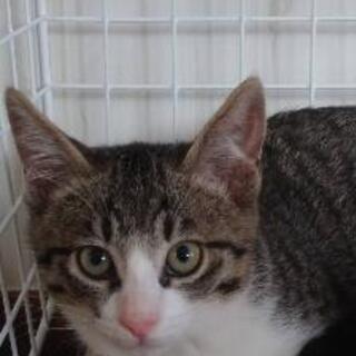 一旦停止　キジ白　生後約3ヶ月　オス猫　子猫