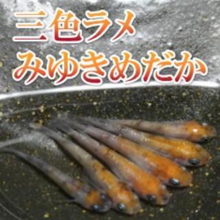 三色ラメみゆきめだか種親候補のLサイズの成魚と、その卵