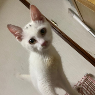 3ヶ月ぐらいの子猫　　里親様決まりました