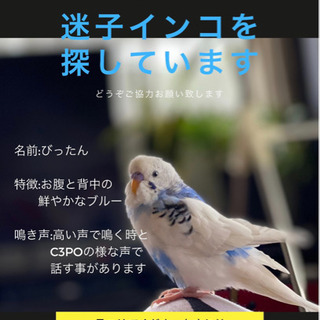 宝塚市中州周辺で迷子インコ探しています。
