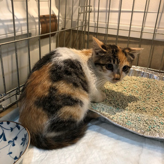 美しい三毛猫さん - 里親募集