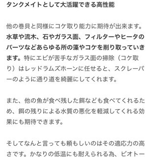 ラムズホーン好きなだけ＋アフリカンシクリッド1匹の画像