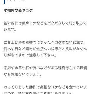 ラムズホーン好きなだけ＋アフリカンシクリッド1匹の画像