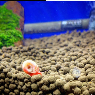 ラムズホーン好きなだけ＋アフリカンシクリッド1匹の画像