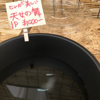 無人めだか販売所 − 愛媛県