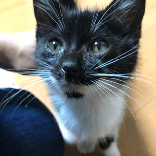 生後1ヶ月のオスの子猫です！