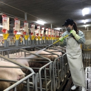 養豚の飼育管理のお仕事の画像