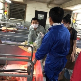 養豚の飼育管理のお仕事の画像