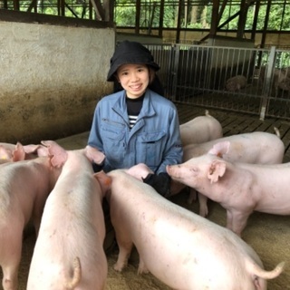 養豚の飼育管理のお仕事の画像