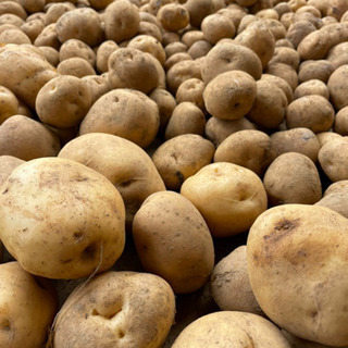 【新じゃが】男爵いも 無農薬