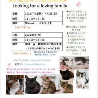 保護猫譲渡会　waiwaiドームしもつま7/22、25