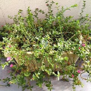 花蔓草(ハナツルソウ)の画像