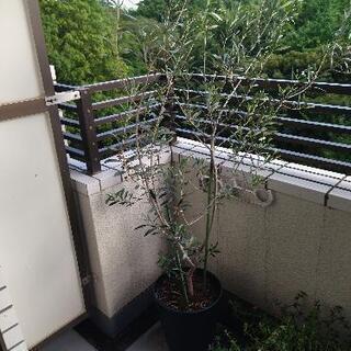 オリーブの木