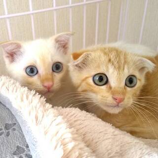 【募集一時停止させていただきます】仲良し兄弟保護猫（2ヶ月）里親募集