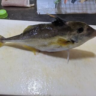 釣り仲間募集中。初心者歓迎