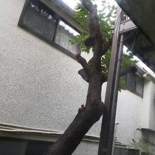 剪定･草刈り その他庭の手入れ お願いします
