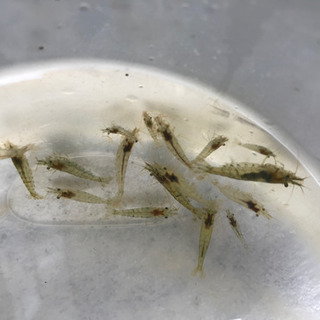 【取引中】ヌマエビ10匹(ミナミヌマエビ、シナヌマエビ)水草5種