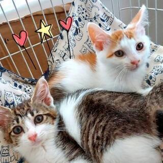 とても可愛い２ヶ月の子たちの家族募集中