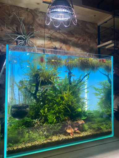 活着水草　まとめて　8月中旬以降引き渡し予定