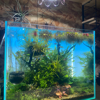 活着水草　まとめて　8月中旬以降引き渡し予定