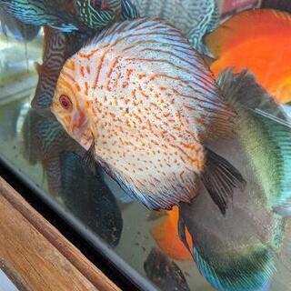 ディスカス　1匹