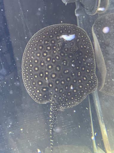 安心サイズ　極美　クロコダイルスティングレー　雌　♀±16cm 人工餌食べます　淡水エイ　クロコ　熱帯魚　古代魚　アクアリウム