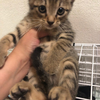 飼い主不在確認済みです。よろしくお願いします(✿ᴗ͈ˬᴗ͈)⁾⁾