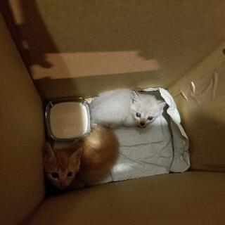 5匹の猫ちゃん