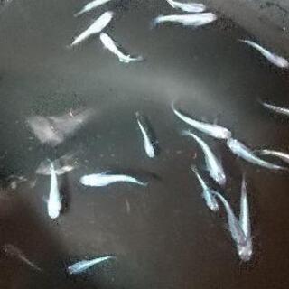 【限定2セット】幹之(みゆき)メダカ10匹で1セットの画像