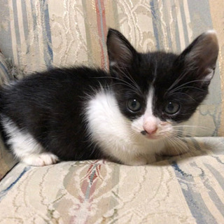 生後1ヵ月のかわいい子猫の里親さんを募集中です。