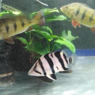 ダトニオ　熱帯魚　水槽