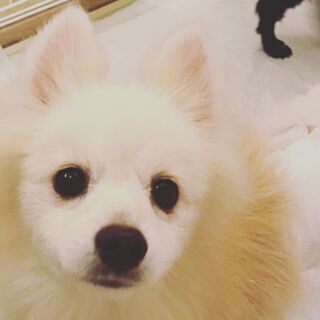 動物保護団体の映像編集 - 足立区