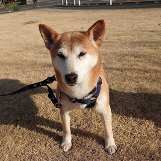 動物保護団体の映像編集 - ボランティア