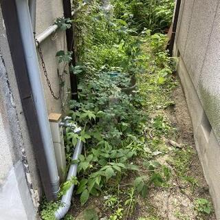 草むしり