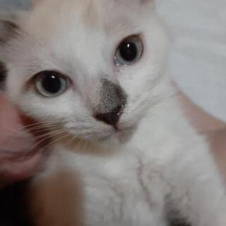 7/17(土)猫の譲渡会を開催します！