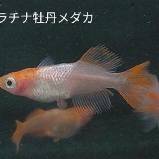 プラチナ牡丹メダカ 卵50個+α