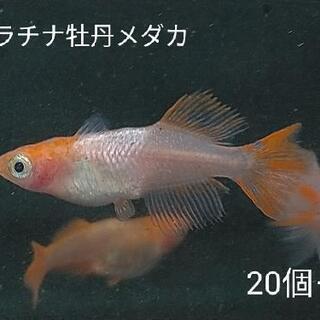 プラチナ牡丹メダカ 卵20個+α 