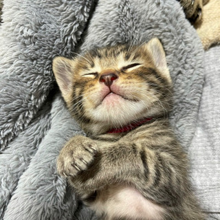 生後2ヶ月の子猫