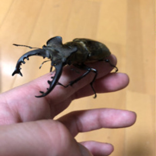 岩手県産ミヤマクワガタ2PA