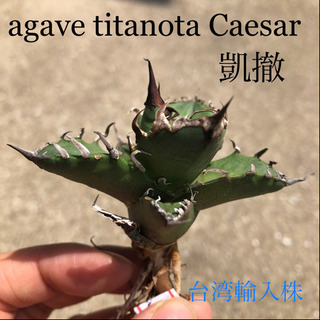 アガベチタノタ Caesar 台湾輸入株